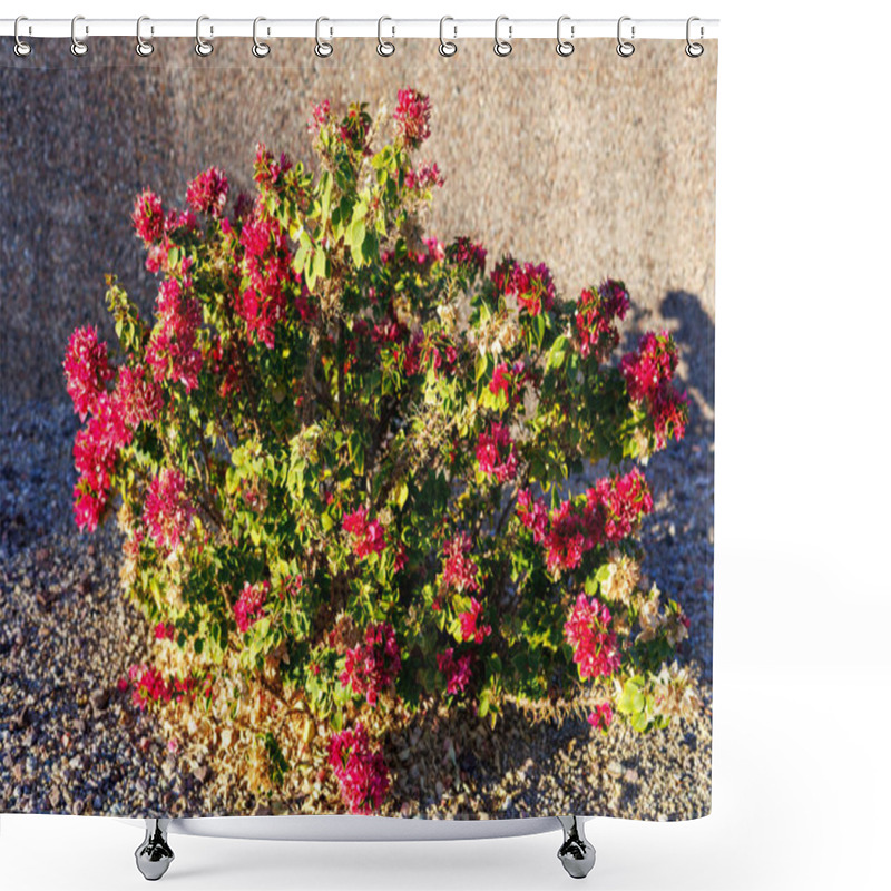 Personality  Xeriscaped Ground With Ornamental Shrub Of Crimson Red Bougainvillea In Autumn Shower Curtains