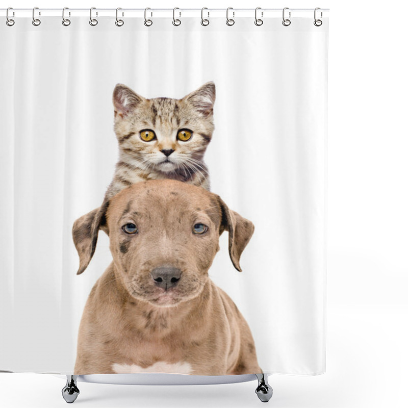 Personality  Funny Portrait Of A Pit Bull Puppy And Kitten Scottish Straight  Shower Curtains