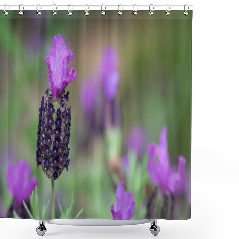 Personality  Closer Up Of French Lavender (lavandula Stoechas) In Bloom Shower Curtains