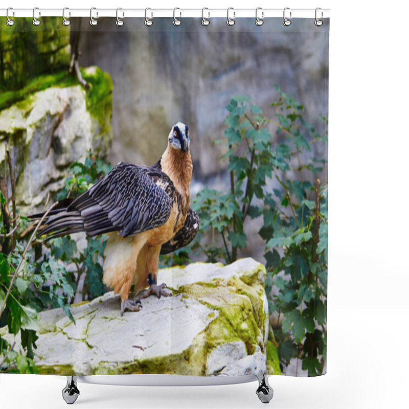 Personality  Bearded Vulture (Gypaetus Barbatus) . Lammergeier Or Bearded Vul Shower Curtains