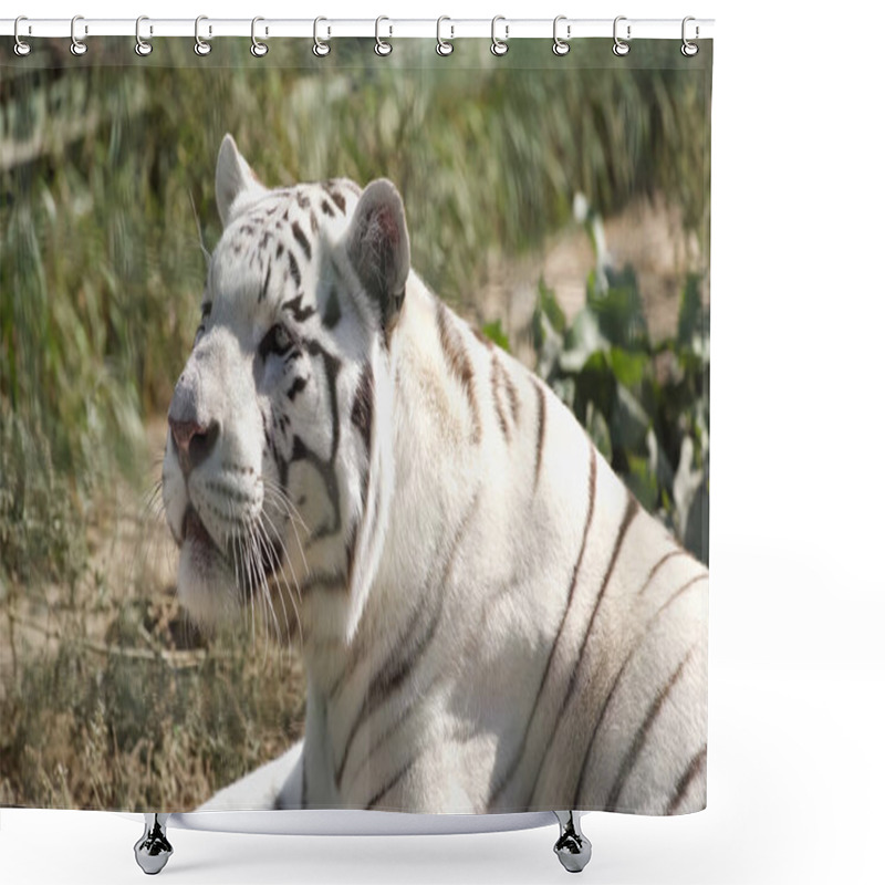 Personality  Sunshine On White Tiger Lying Outside In Zoo Shower Curtains