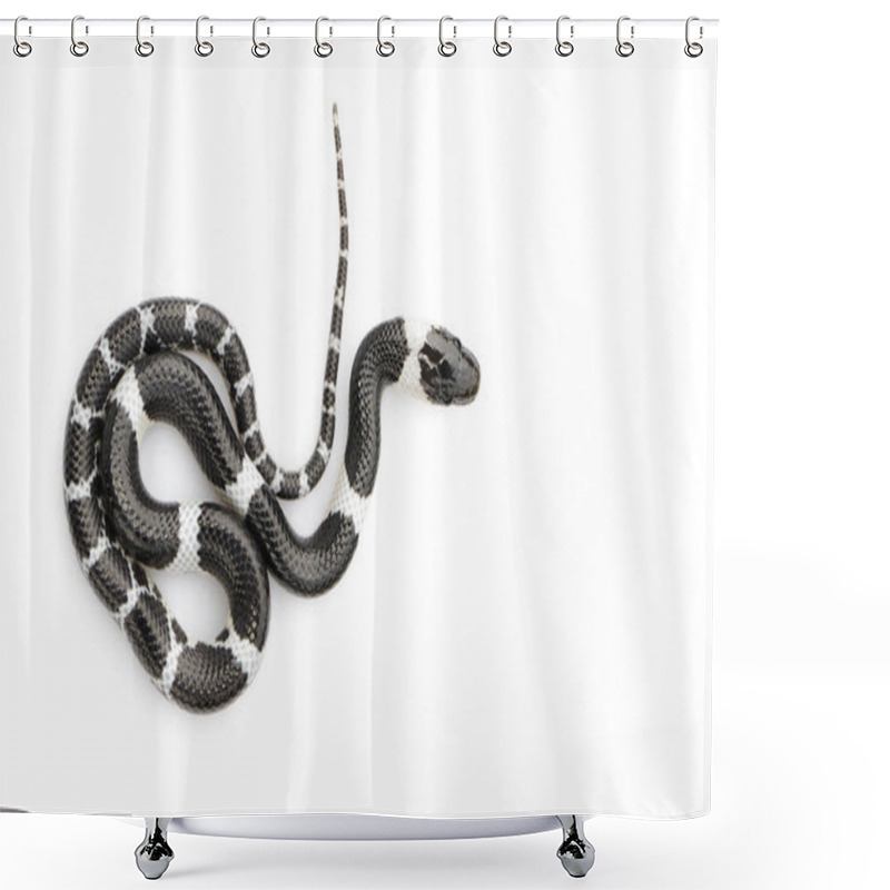 Personality  Image Of Little Snake (Lycodon Laoensis) On White Background., R Shower Curtains