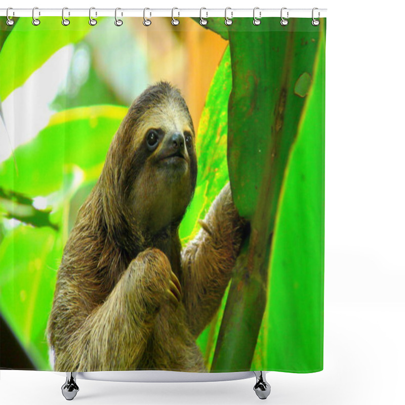 Personality  Sloth In Puerto Viejo, Costa Rica. Shower Curtains