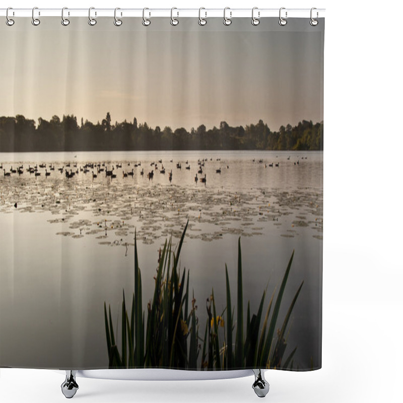 Personality  Ducks On Ellesmere Lake In Sunrise Light Shower Curtains