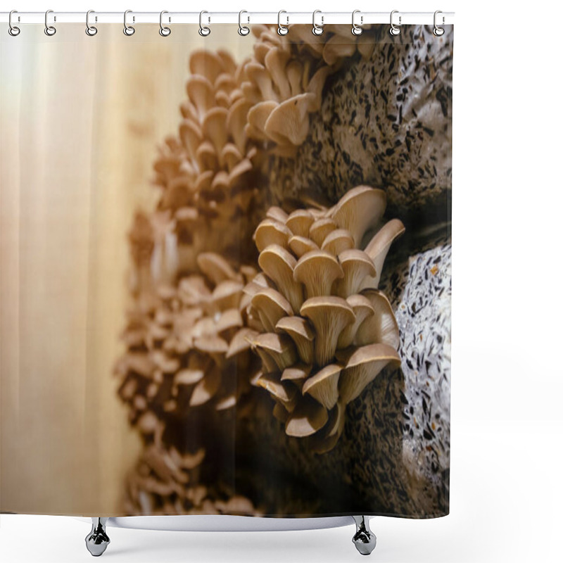 Personality  Oyster Mushroom Cultivation Growing In Farm On Oil Cake Substrate. Shower Curtains