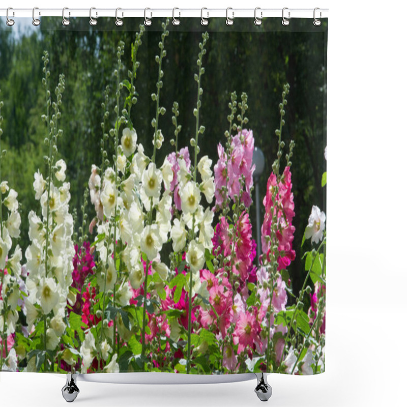 Personality  Mallow Flowers. A Herbaceous Plant With Hairy Stems, Pink Or Purple Flowers, And Disk-shaped Fruit. Several Kinds Are Grown As Ornamentals, And Some Are Edible. Shower Curtains