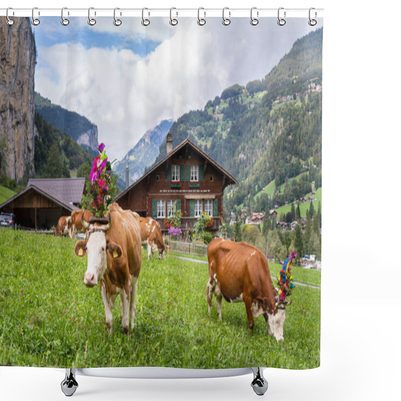 Personality  LAUTERBRUNNEN, SWITZERLAND - SEPTEMBER 23, 2023: Cows With Floral Ceremonial Decorations Grazing In Front Or Old Farm House With Swiss Alps On The Background. Shower Curtains