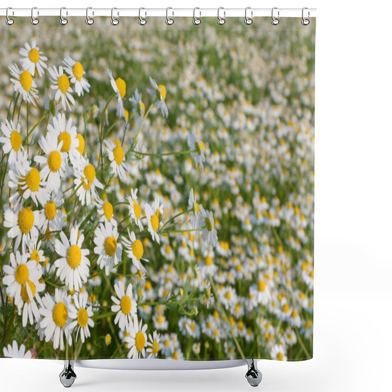 Personality  Chamomile Flowers Shower Curtains