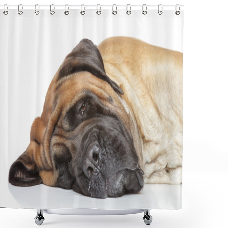 Personality  English Mastiff Sleep Shower Curtains