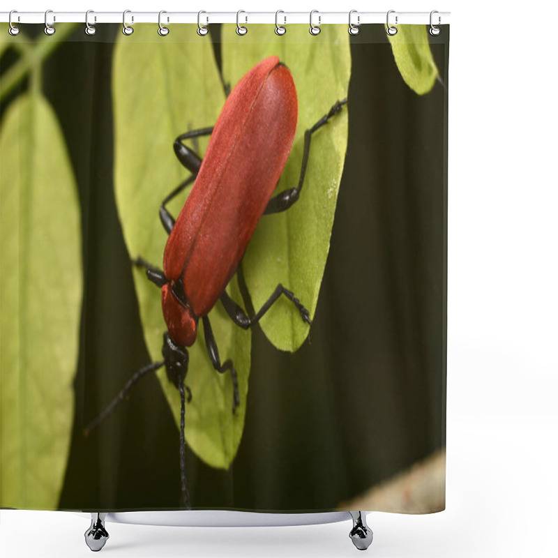 Personality  Black-Headed Cardinal Beetle. Pyrochroa Coccinea. Macro Insects World. Shower Curtains