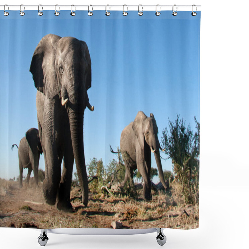 Personality  Elephant In Chobe National Park Shower Curtains