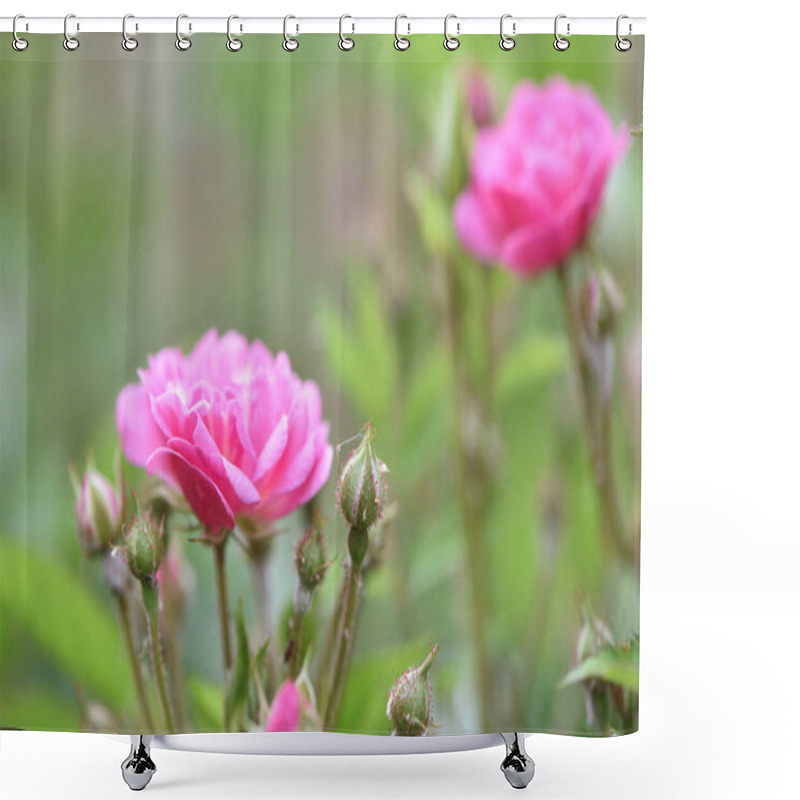 Personality  Veilchenblau, Rose Flower. Pink Roses On A Bush In The Garden, Close-up. Flowering English Rosa Climbing Rose Bush. In The Garden In The Flower Bed. Spring Time, Delicate Summer Flower. Close-up Shower Curtains