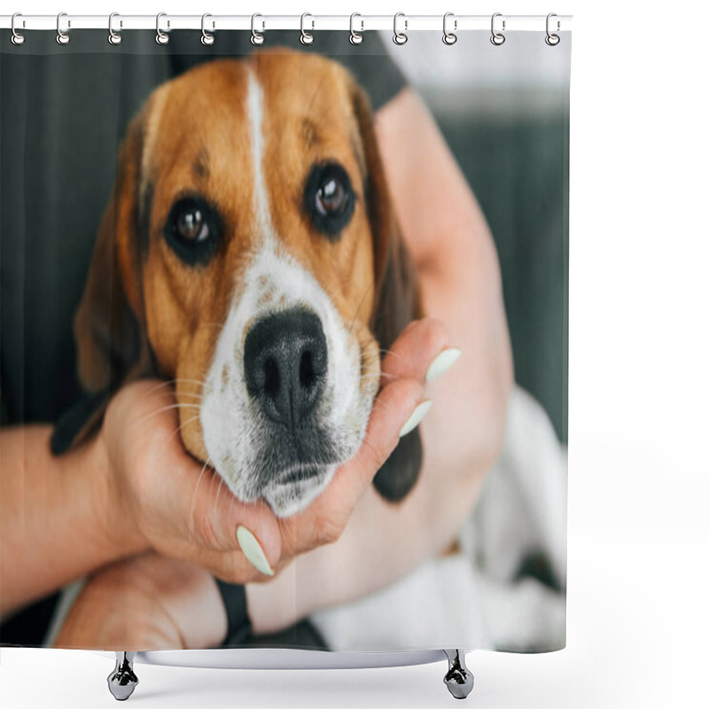 Personality  Beagle Dog Lies On The Hands Of A Woman. The Dog Looks Sad. Focus On The Nose Shower Curtains