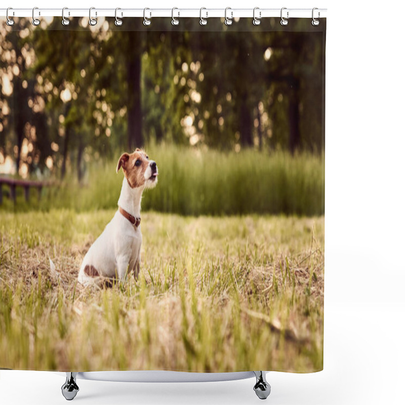 Personality  Portrait Of Jack Russell Terrier Dog Outside In The Evening Shower Curtains