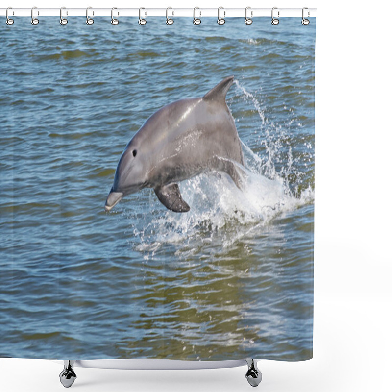 Personality  Dolphin Shower Curtains