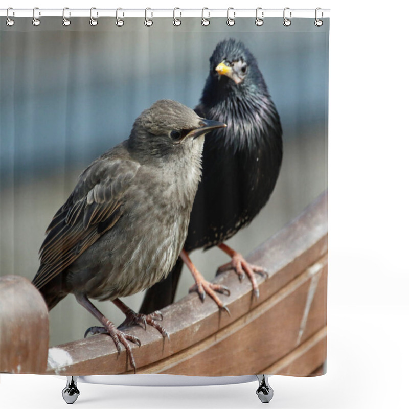 Personality  Starlings Basking In Some Spring Sunshine Shower Curtains