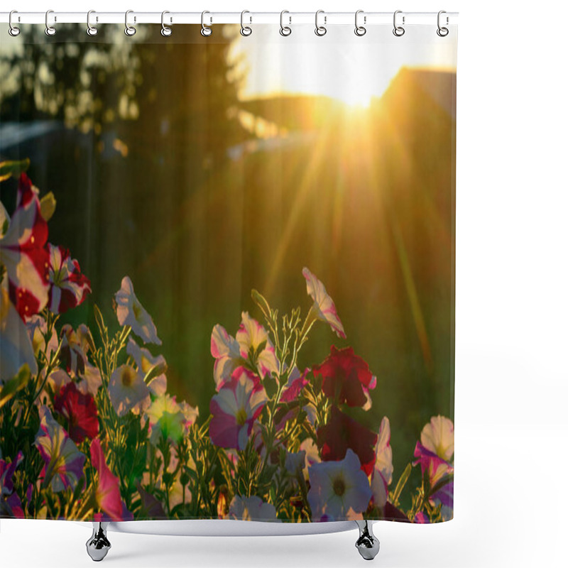 Personality  Bright Yellow Rays Of The Sun At Sunset Illuminate The Flower Bed With Blooming Buds Of Colorful Flowers Of Petunias In The Village Area In The North Of Yakutia In The Summer. Shower Curtains