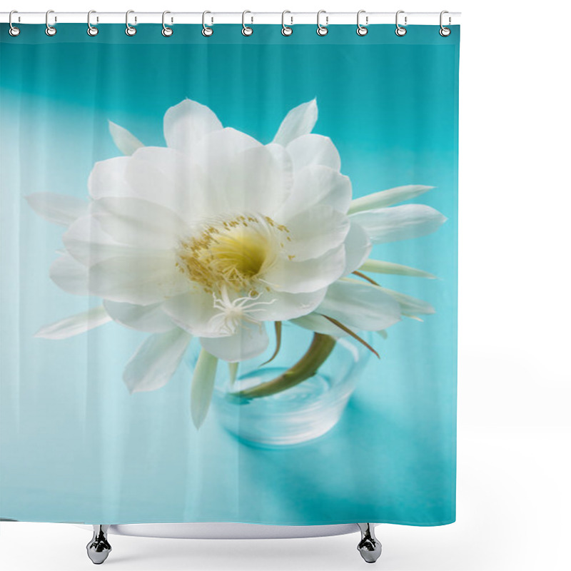 Personality  Saussurea Obvallata / Brahma Kamal Flower Or White Lotus, It Is Native To The Himalayas And Uttarakhand, India, Isolated Shower Curtains