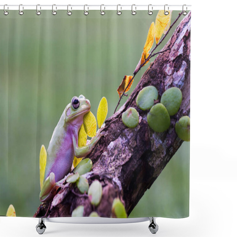 Personality  Dumpy Frog Tree On A  Twigs In Tropical Garden  Shower Curtains