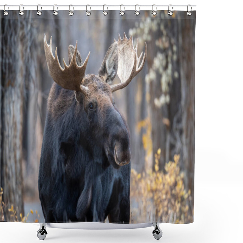 Personality  Large Bull Elk In The Woods In Grand Teton National Park Shower Curtains