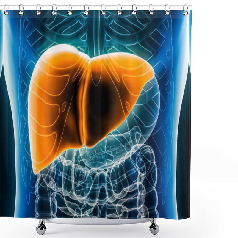 Personality  Liver 3D Rendering Illustration Anterior Or Front View Close-up. Organ Of The Human Digestive System. Anatomy, Medical, Biology, Science, Healthcare Concepts. Shower Curtains