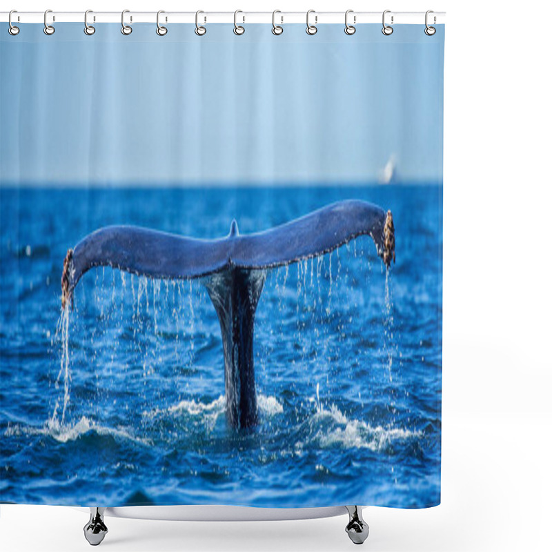 Personality  Tail Of Humpback Whale Shower Curtains