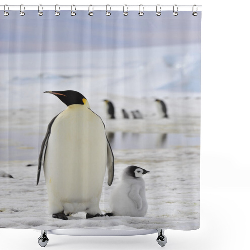 Personality  Emperor Penguins With Chick Shower Curtains