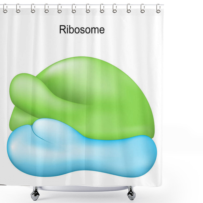 Personality  Ribosome. Cell Organelle For Protein Synthesis. Vector Illustration Shower Curtains