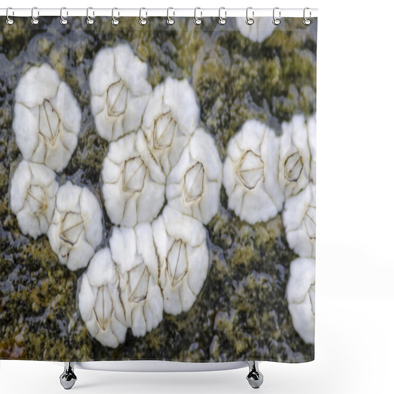 Personality  Barnacles On A Rock Shower Curtains