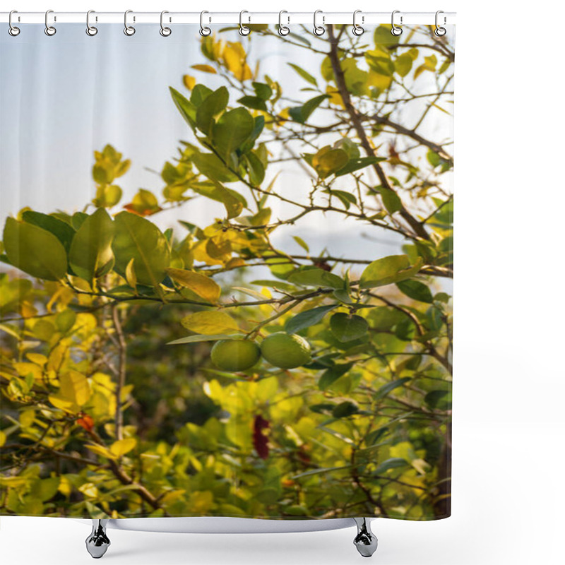 Personality  Citrus Halimii, Organic Lemon Tree In Uttarakhand Mountains, India Shower Curtains