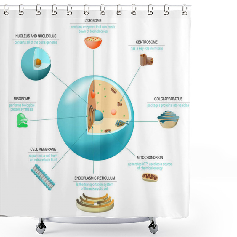 Personality  Cell Anatomy. Structure And Organelles Of Human's Cell. Cross Sections Of Animal Cell: Nucleus, Nucleolus, Mitochondria, Centrosome, Golgi Apparatus, Endoplasmic Reticulum, Ribosome And Membrane. Poster Biological Diagram. Vector Illustration  Shower Curtains