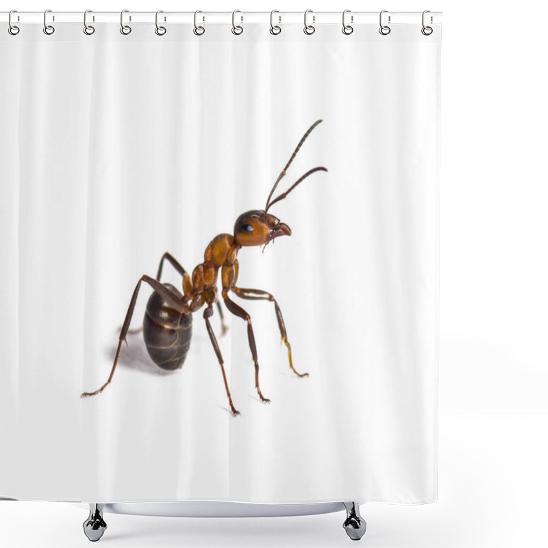 Personality  European Red Wood Ant, Formica Polyctena, Isolated On White Shower Curtains