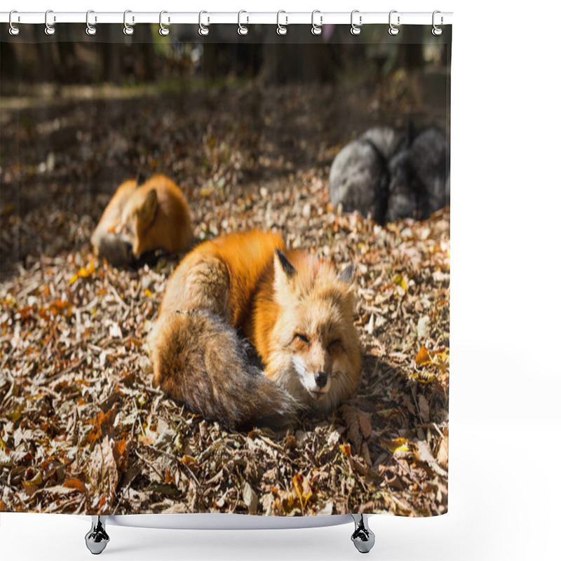 Personality  Red Foxes Sleeping At Outdoor Shower Curtains