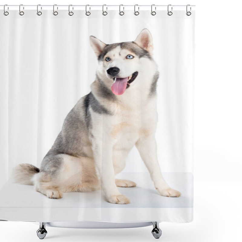 Personality  Studio Shot Of Siberian Husky Dog, Isolated On White  Shower Curtains