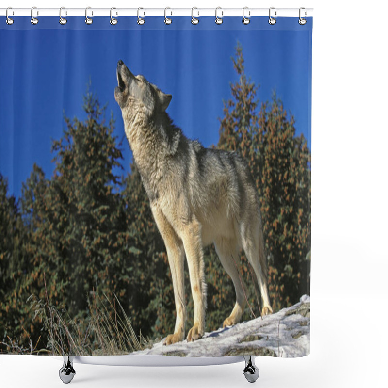 Personality  LOUP DU CANADA Canis Lupus Occidentalis Shower Curtains