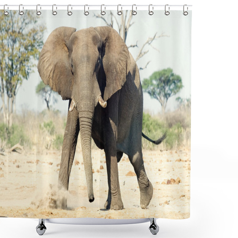 Personality  African Elephant (Loxodonta Africana) Shower Curtains