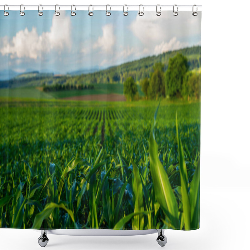 Personality  Agricultural Landscape With Green Corn Fields On Hills. Art Rural Landscape. Field And Green Grass. Countryside On A Bright Sunny Day. Color In Nature. Beauty In The World. Shower Curtains