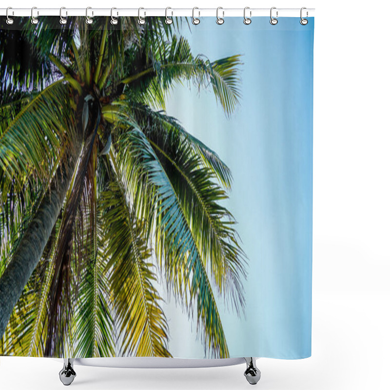 Personality  Leaves Of The Crown Of A Coconut Tree Seen From Below Against Blue Sky. Isolated On The Concept Of Plant And Environmental Sustainability. Clear Blue Sky Background. Shower Curtains