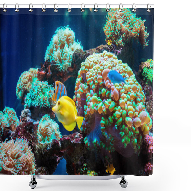 Personality  Tropical Butterfly Fish And Corals Shower Curtains