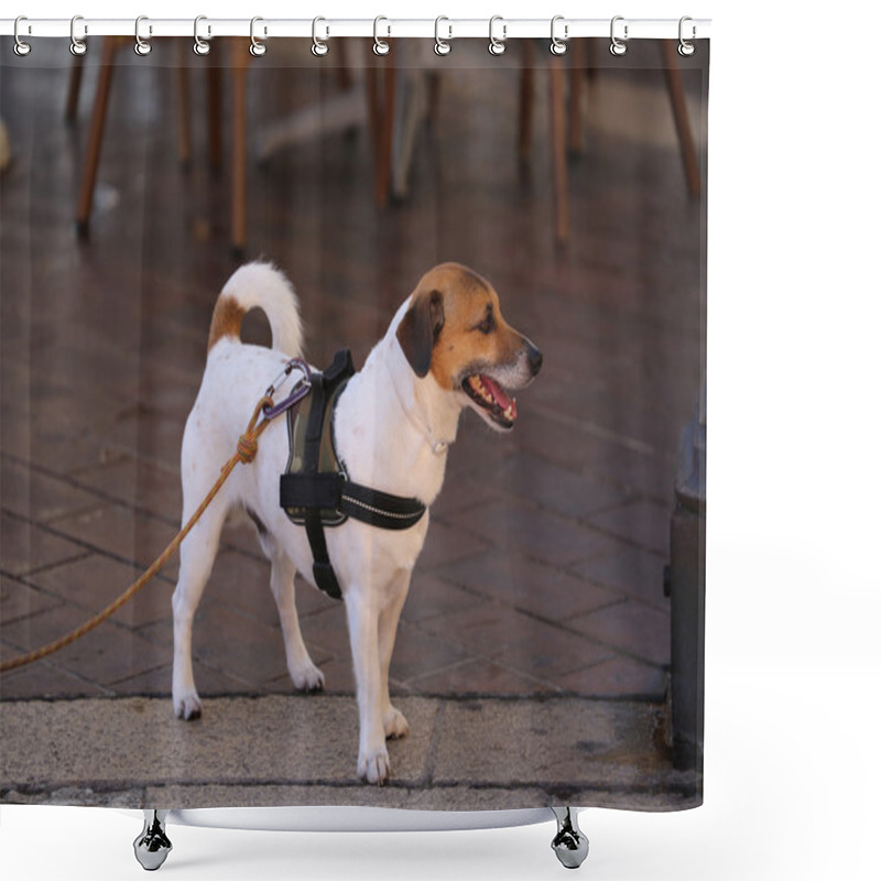 Personality  Jack Russell Terrier Wearing Harness Shower Curtains