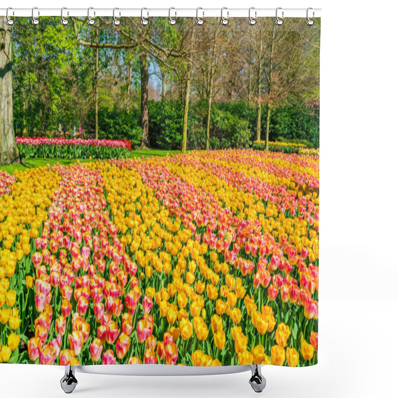 Personality  Beautiful Keukenhof Garden With Blooming Tulips, Holland. Selective Focus Shower Curtains