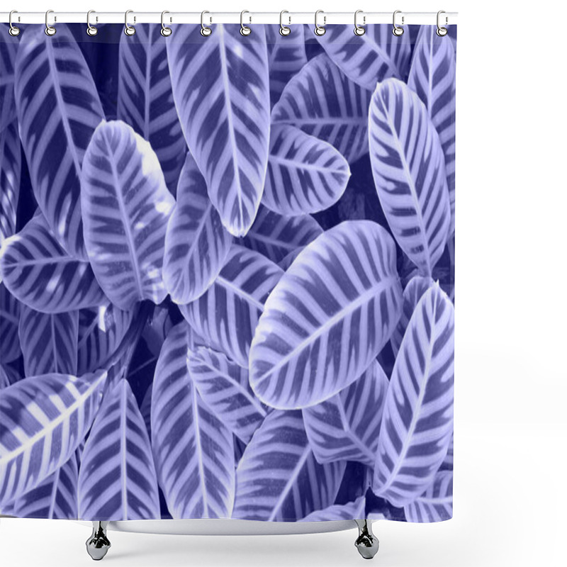 Personality  Bright Green Leaves Of Calathea Zebrina Shower Curtains