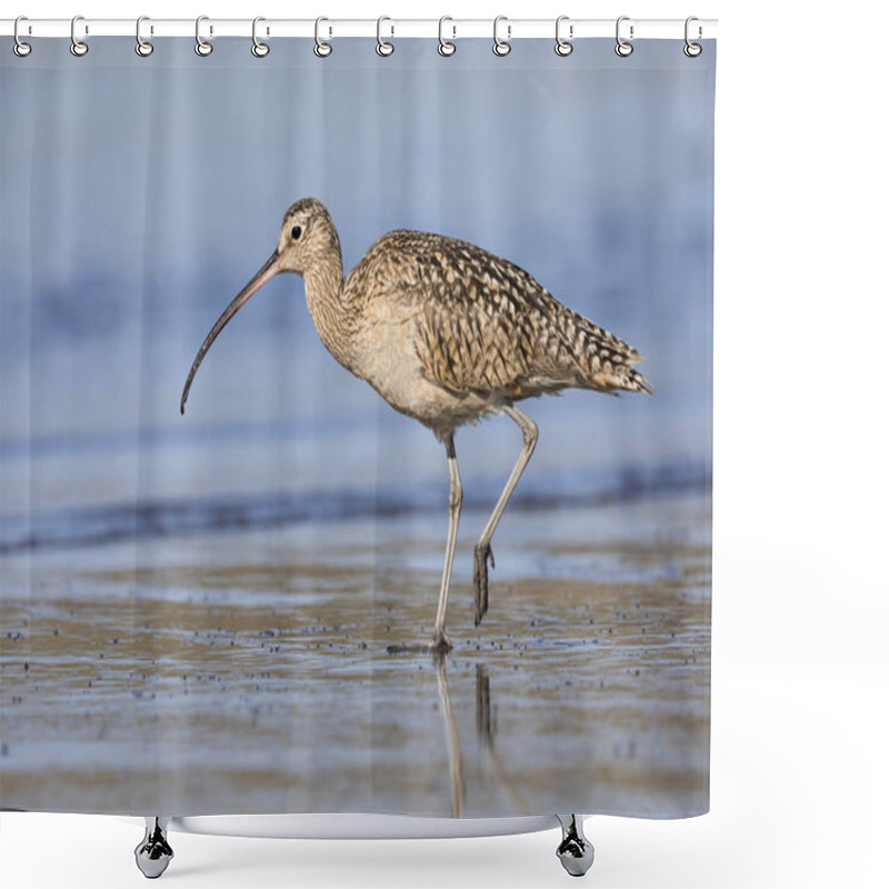 Personality  Long-billed Curlew Foraging At The Edge Of An Estuary Shower Curtains