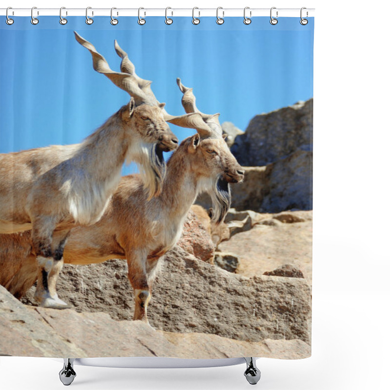 Personality  Markhor Shower Curtains