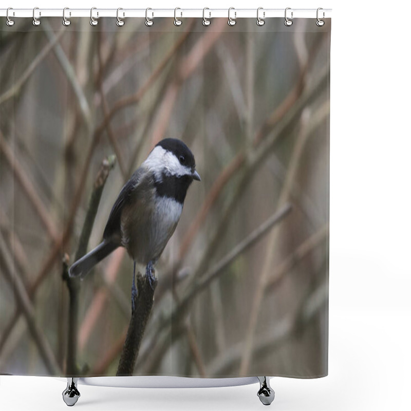 Personality  Black-capped Chickadee (poecile Atricapillus) Shower Curtains