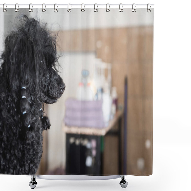 Personality  Black Poodle With Messy And Matted Hair Waiting For Bathing In Grooming Salon Shower Curtains