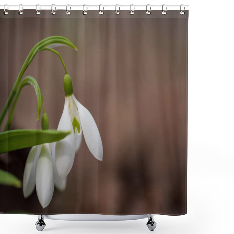 Personality  Beautifull Snowdrops On Dry Yellow Leaves Bokeh Background Shower Curtains