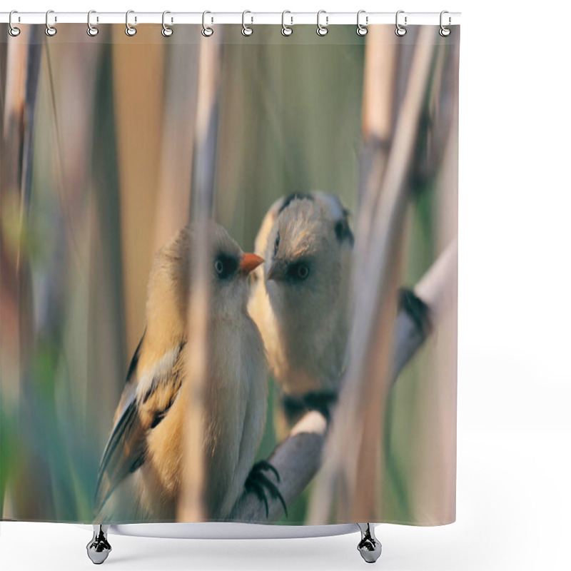 Personality  Two Little Birds On Branches Shower Curtains