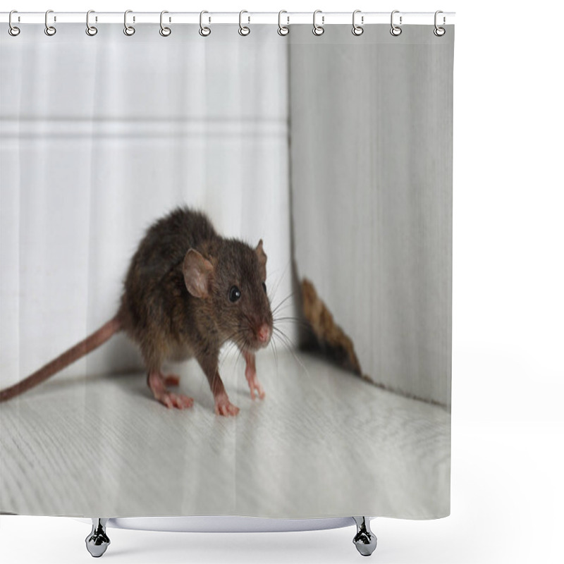 Personality  Grey Rat Near Wooden Wall On Floor. Pest Control Shower Curtains