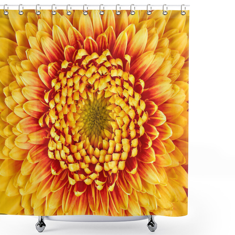 Personality  Gerbera Flower Closeup. Many Petals Shower Curtains